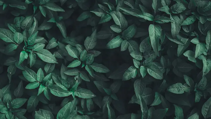 Fundo de folhas verdes naturais representando cura e natureza
